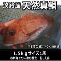 淡路産天然真鯛.JPG